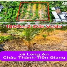 ???? CƠ HỘI SỞ HỮU ĐẤT VƯỜN TRỒNG CÂY ĂN TRÁI – LONG AN, CHÂU THÀNH, TIỀN GIANG ????