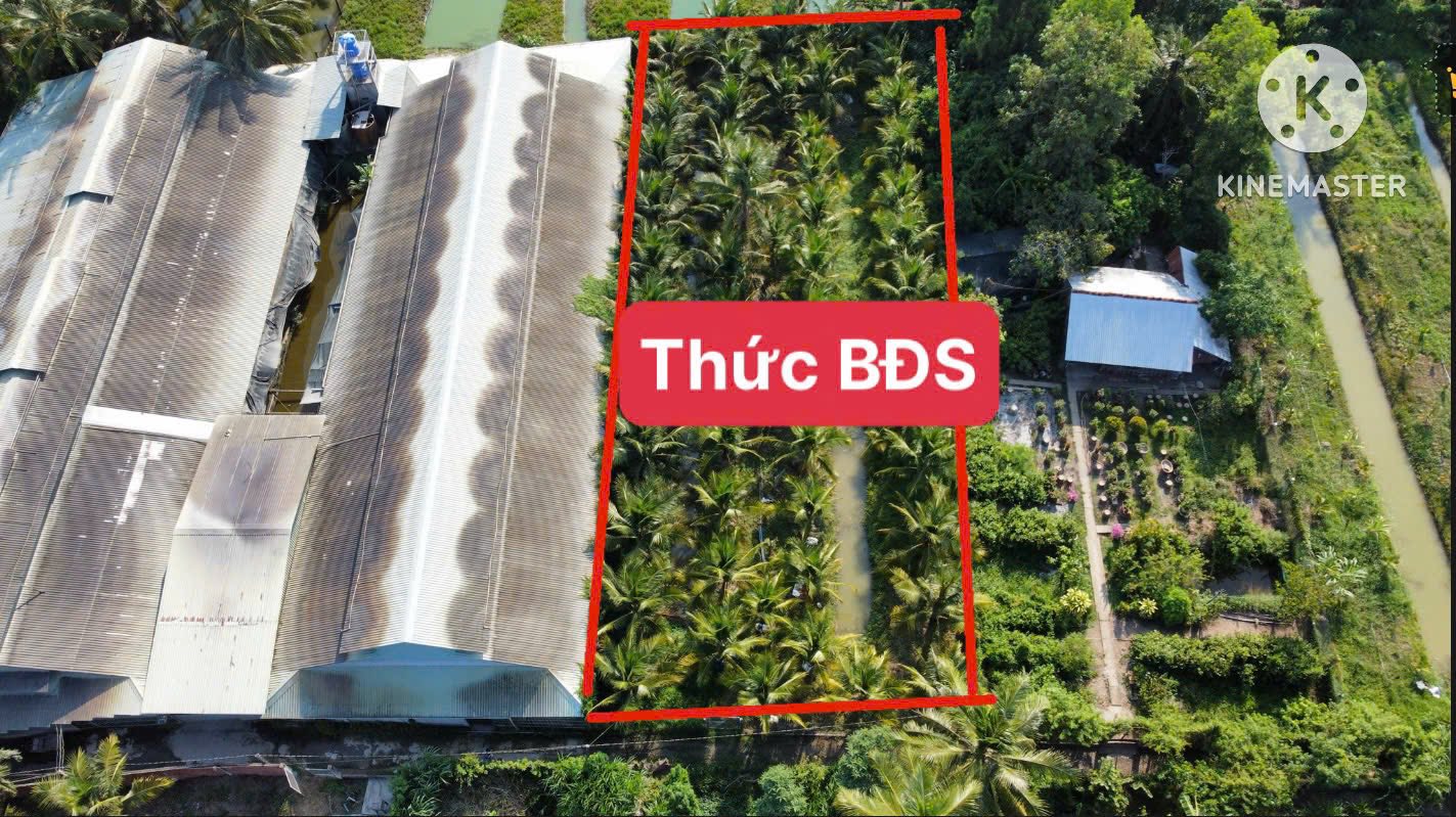 ban-vuon-dua-than-cuu-nghia-gan-dh-tien-giang-1000m2