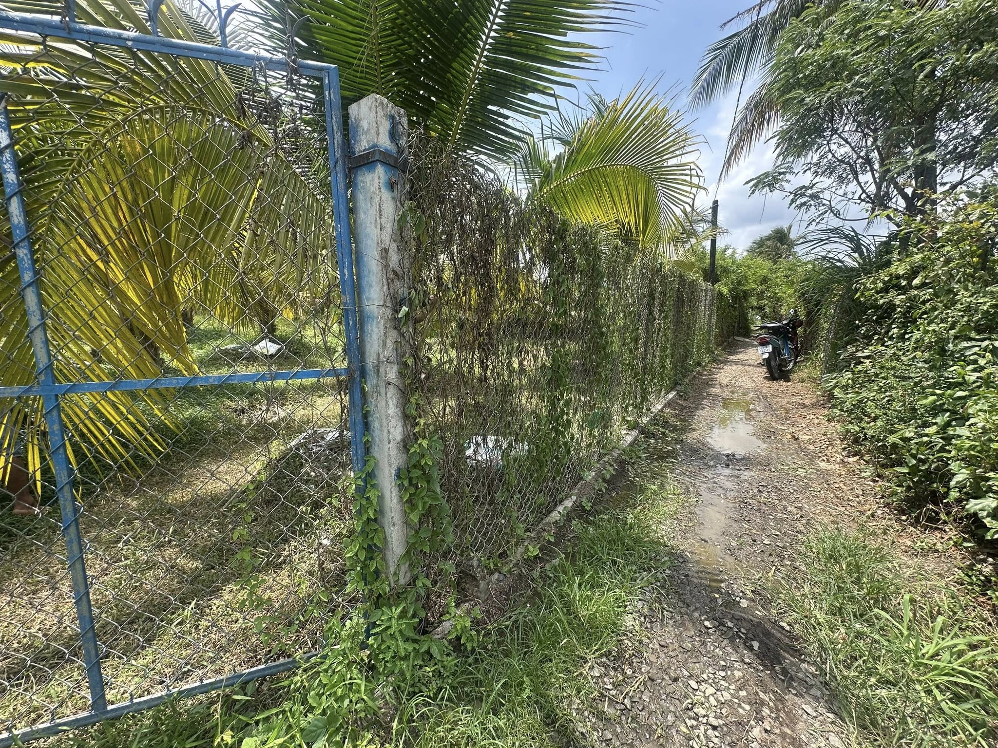 ban-vuon-dua-than-cuu-nghia-gan-dh-tien-giang-1000m2